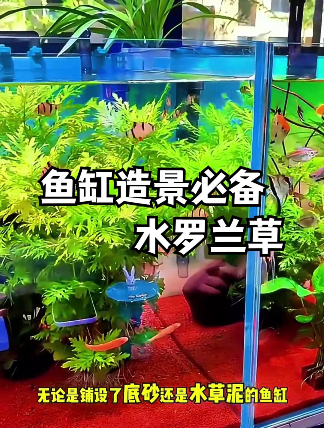 底滤鱼缸怎样种植水草图片