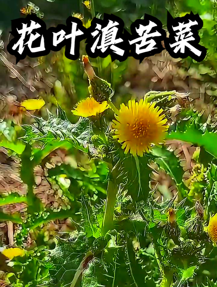 花叶滇苦菜功效图片