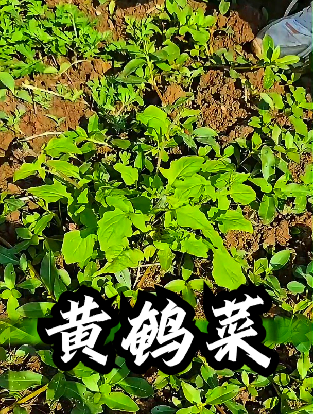 黄鹌菜的图片与功效图片