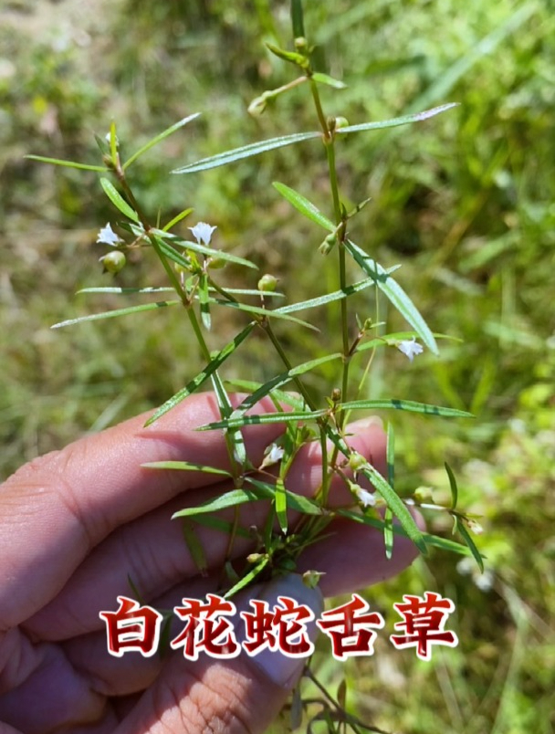 白花蛇舌草,你知道它的用处吗?