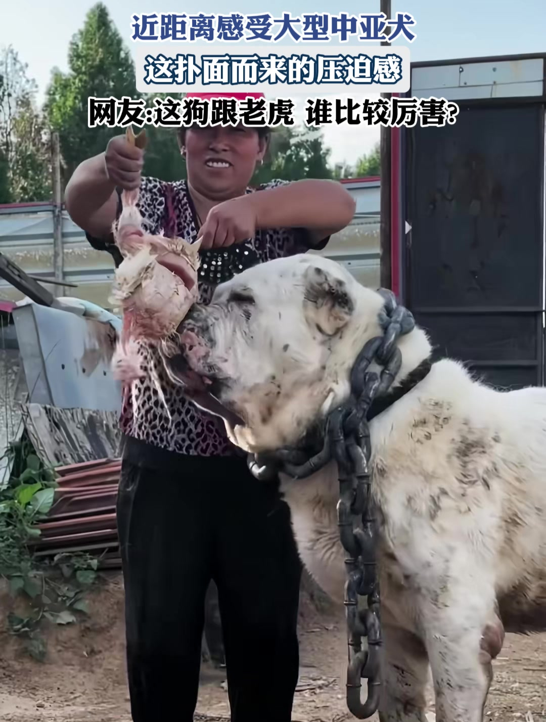 中亚犬图片