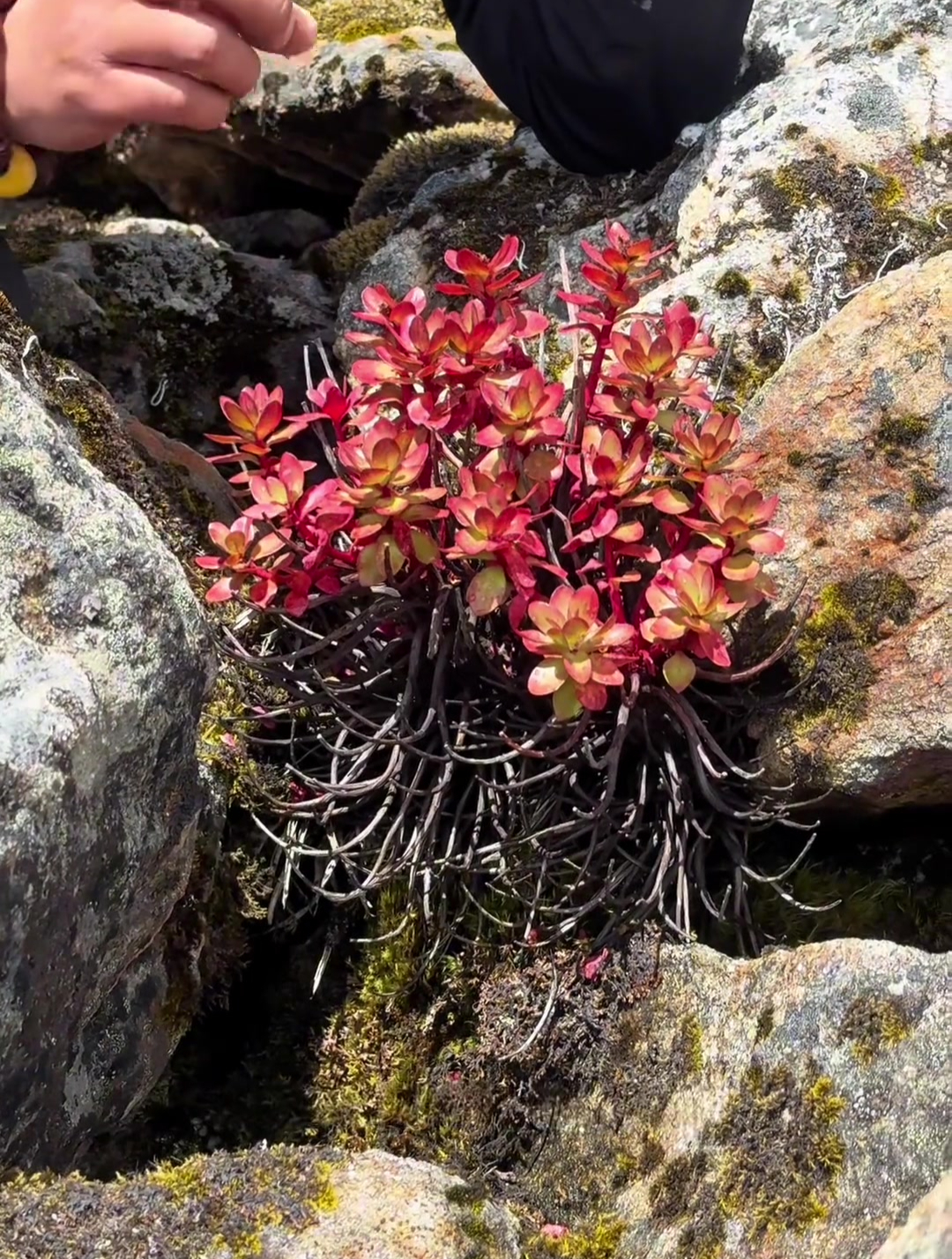 喜马拉雅山南麓植被图片