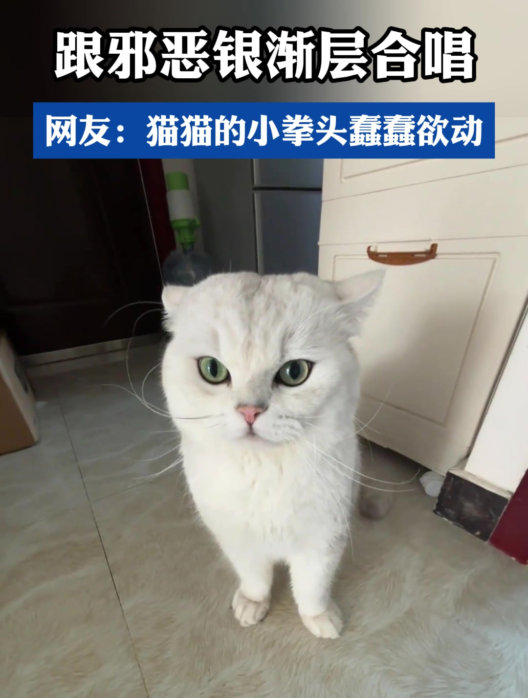 跟邪恶银渐层合唱,网友:猫猫的小拳头蠢蠢欲动