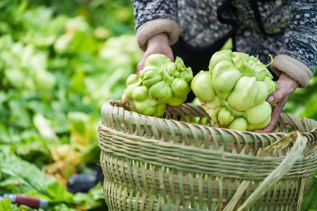 脆爽开胃,一吃就上瘾!这6款榨菜让你的早餐特开胃,几毛钱一包