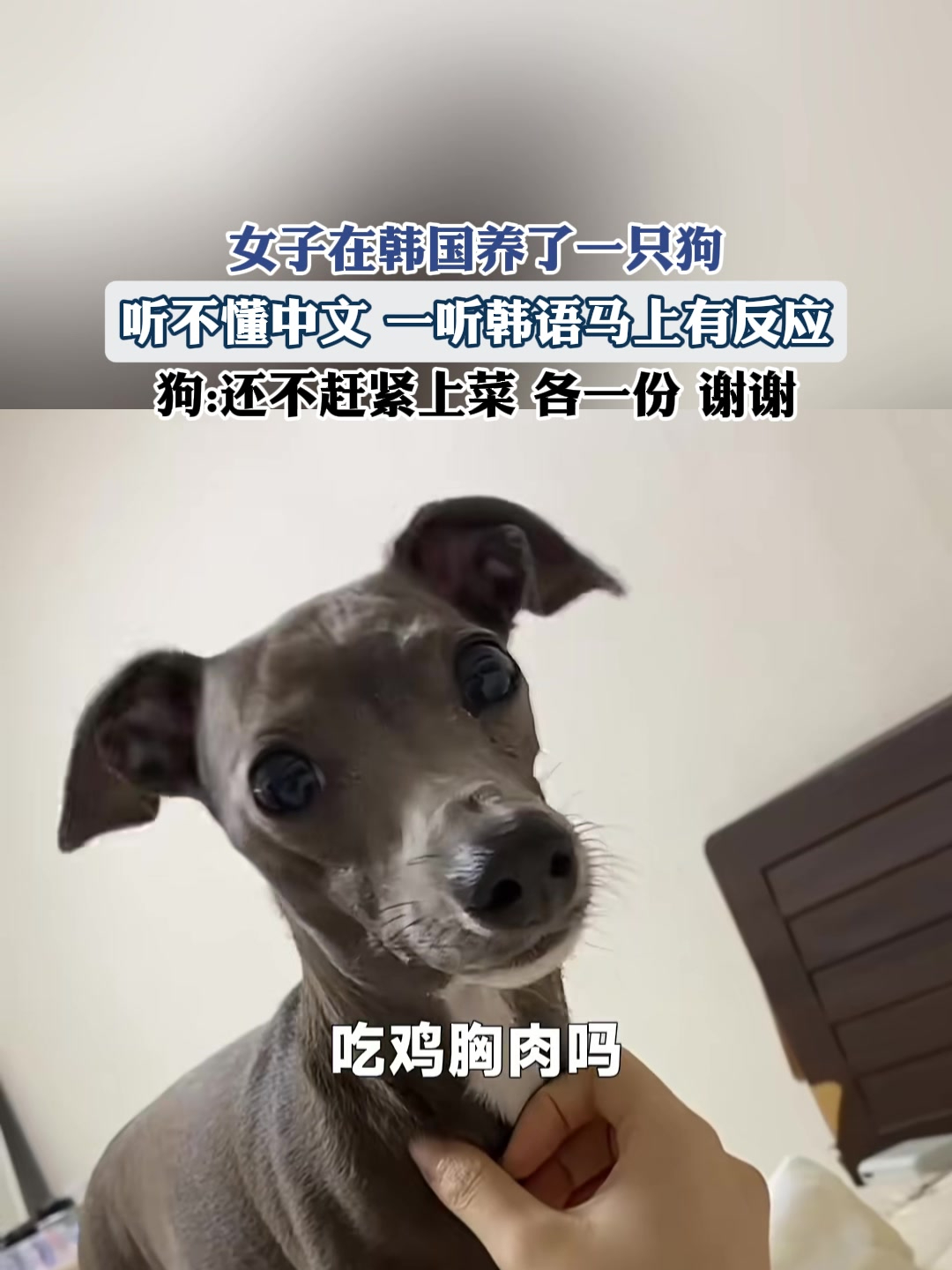 狗崽子用韩语图片