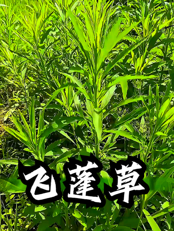 小飞蓬草的功效与作用图片