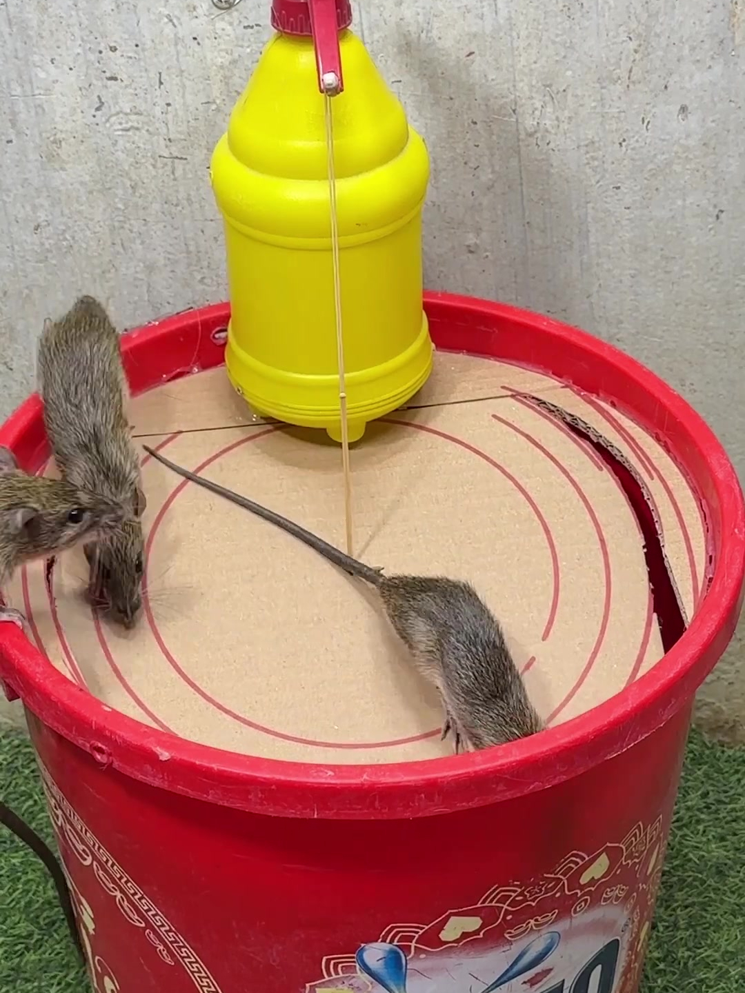 简单利用家里的废旧水桶和纸皮制作成的捕鼠器,老鼠好抓!