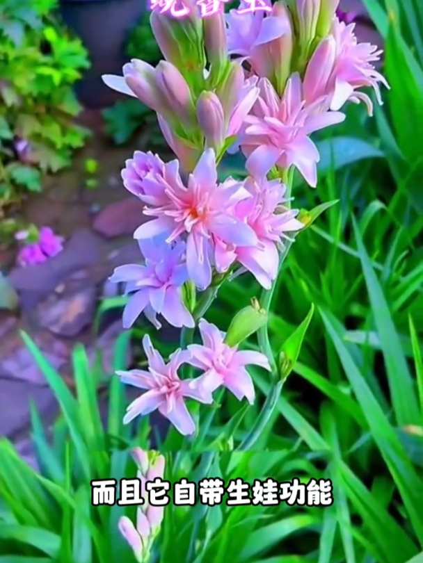 比栀子还香,球根植物晚香玉,复花性很强!