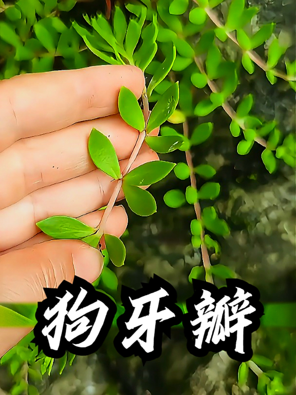 狗牙瓣也叫垂盆草,拿它煮水饮用,可以促进身体代谢