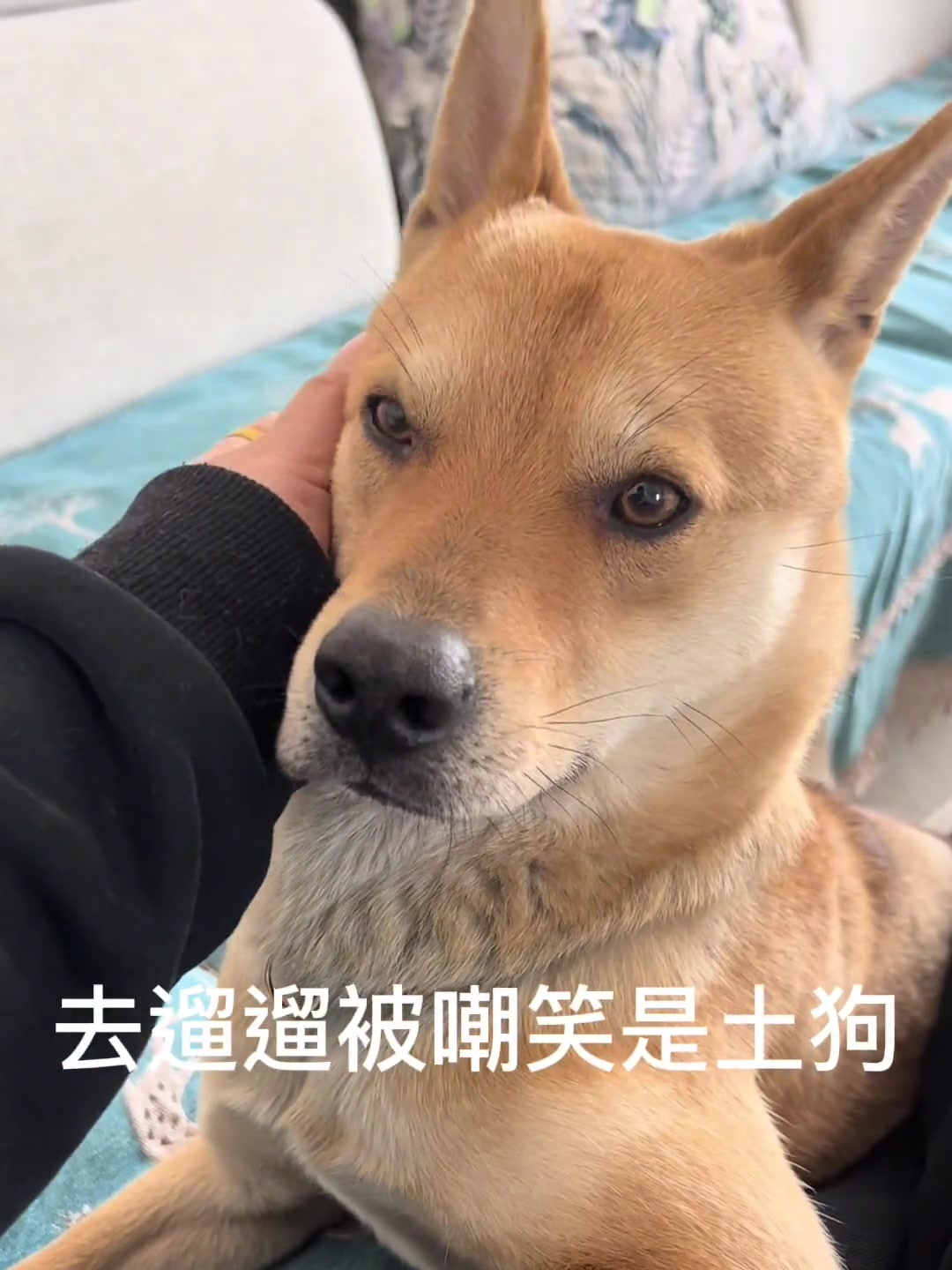 土狗怎么了 老祖先留下来的 那些说土狗恶心的人 你连狗都不如