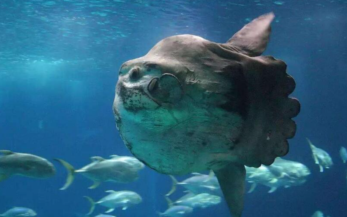 回顾:翻车鱼一次产卵3亿枚,为何是易危生物?因为被啃食都不跑?