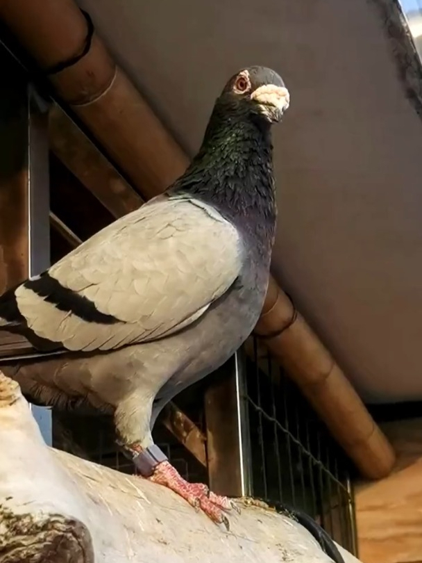 童年时不受待见的瓦灰鸽,如今已成为主流信鸽