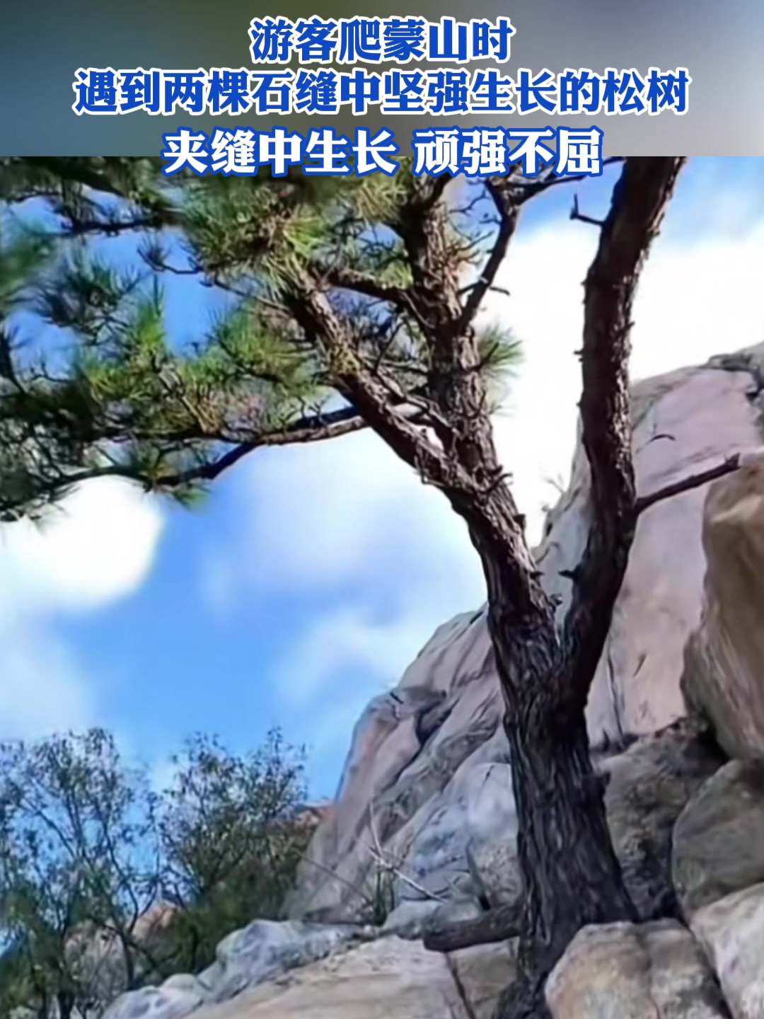 游客爬蒙山时遇两棵石缝中坚强生长的松树,夹缝中生长顽强不屈