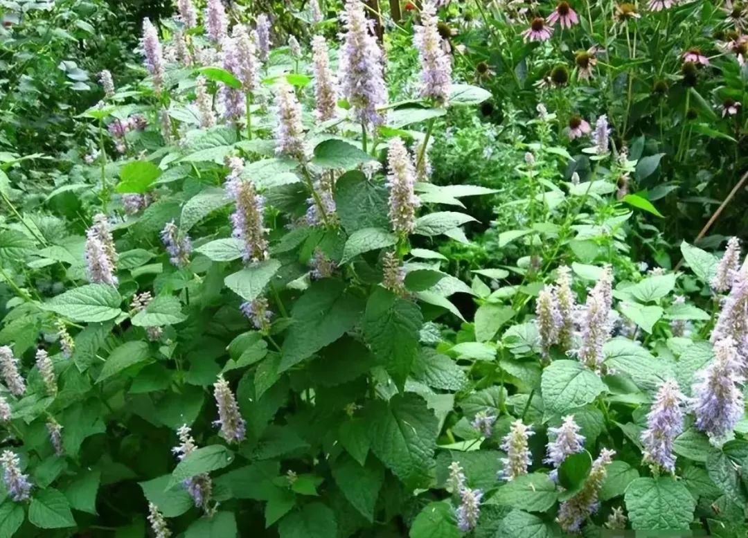 带你识别中药材藿香