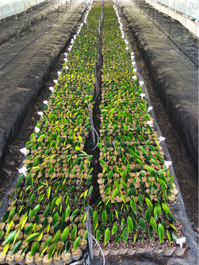 珍株奇楠扦插快繁:奇楠沉香扦插育苗核心技术(一)