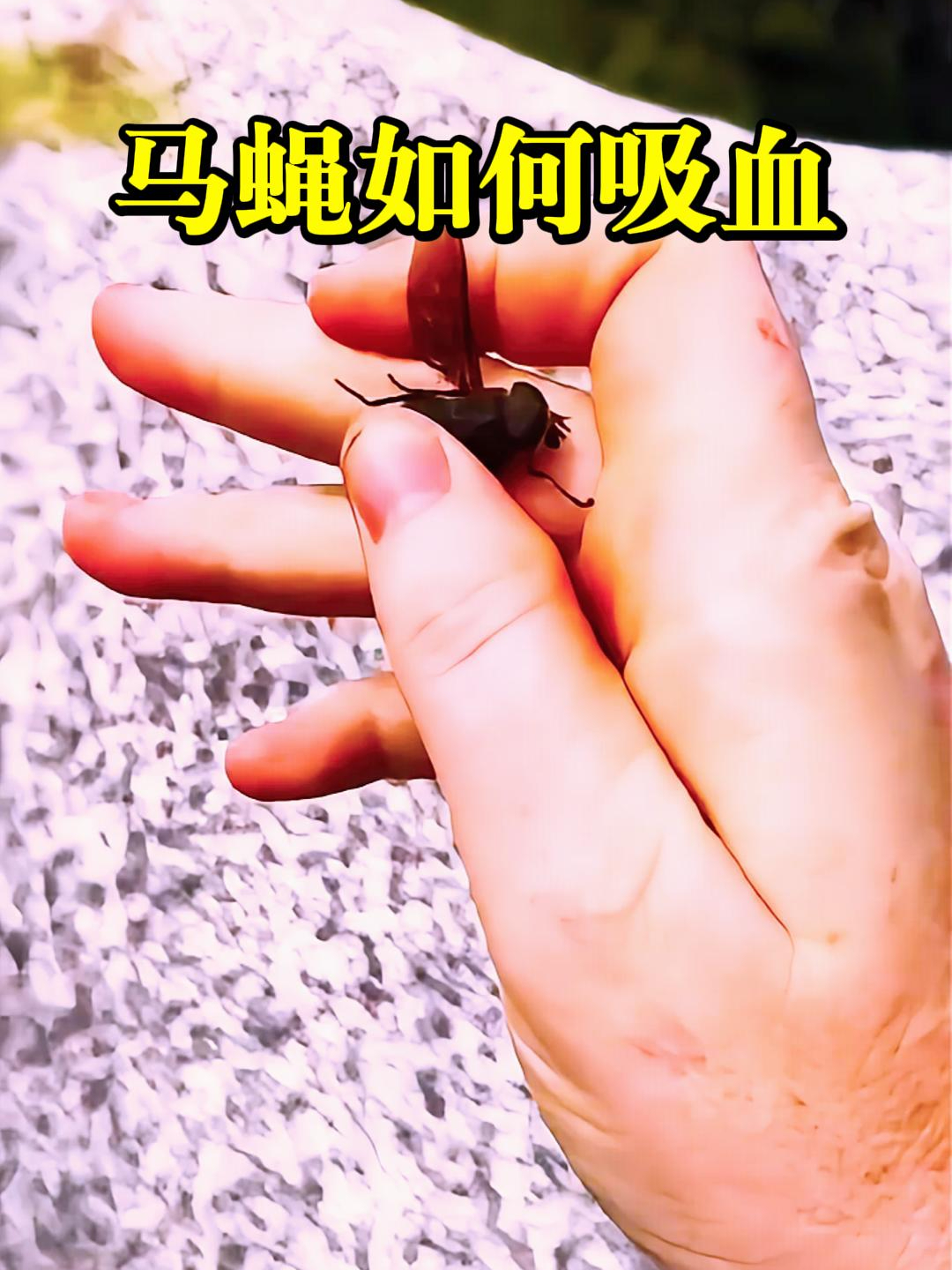 可恶的寄生昆虫马蝇是如何吸血的?