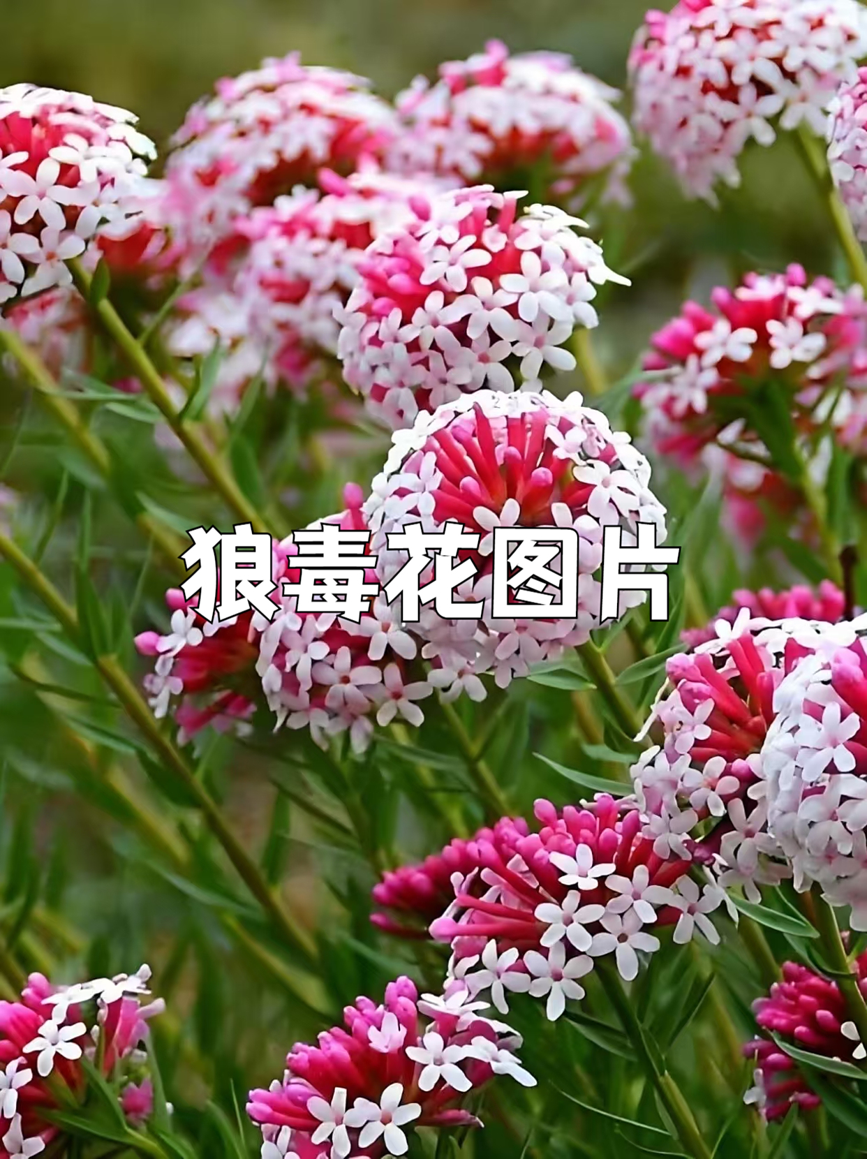 给大家分享一下狼毒花图片.