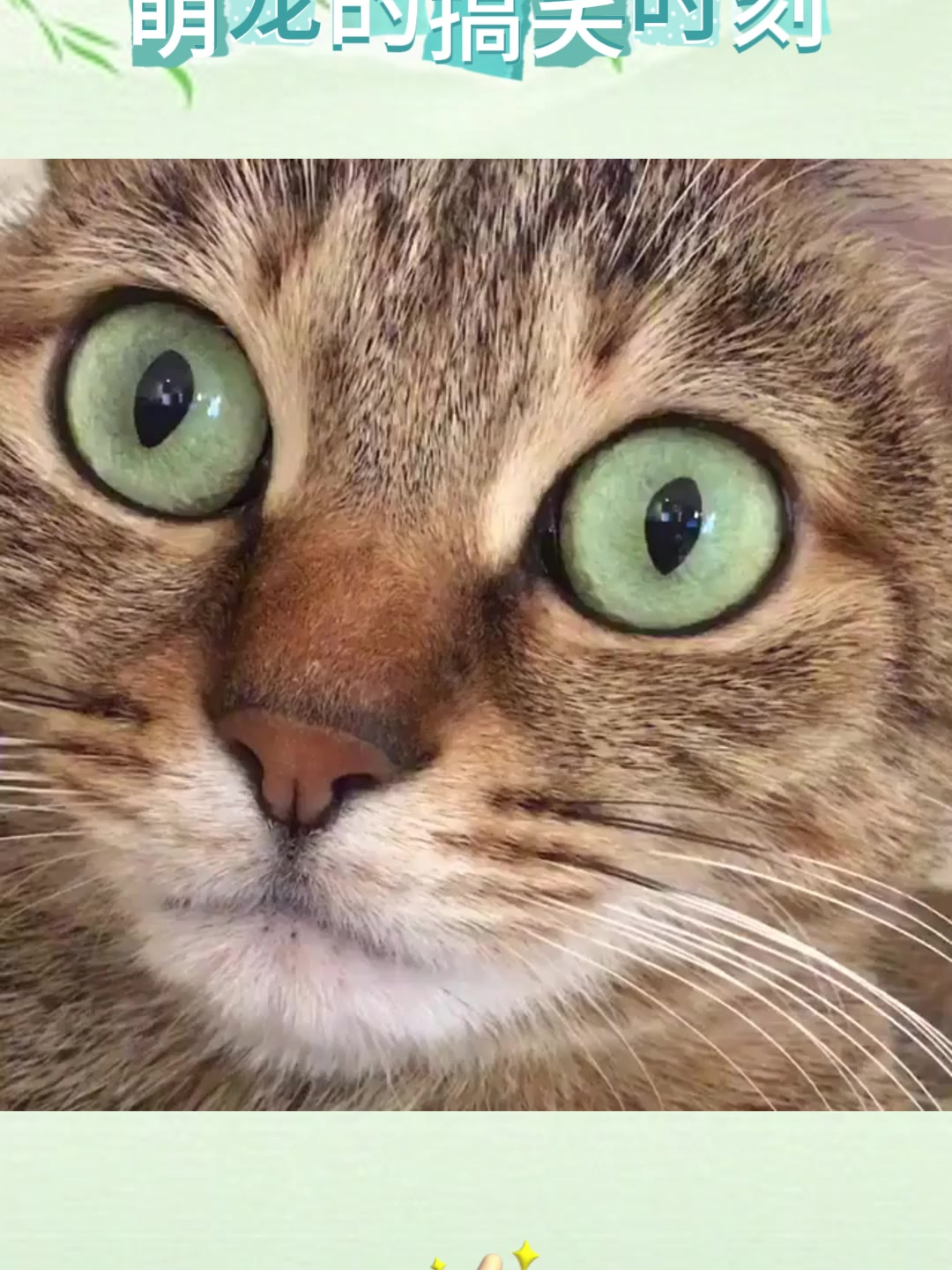 猫咪的瞳孔会变形,一会圆形一会竖瞳!