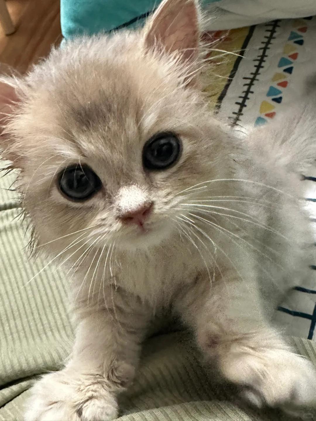 猫咪打喷嚏带水状物怎么回事?如何应对?