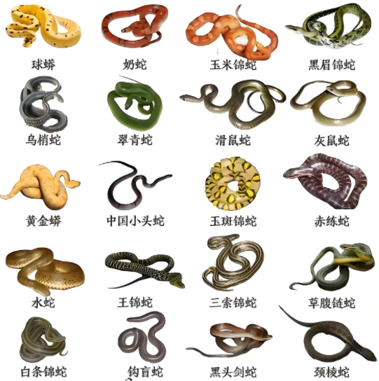 即将进入蛇年,我国本土十大名蛇,你小时候都见过吗?