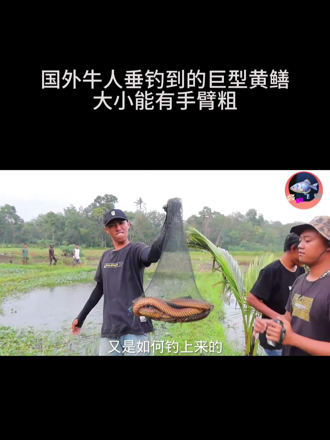 大黄鳝巨型图片