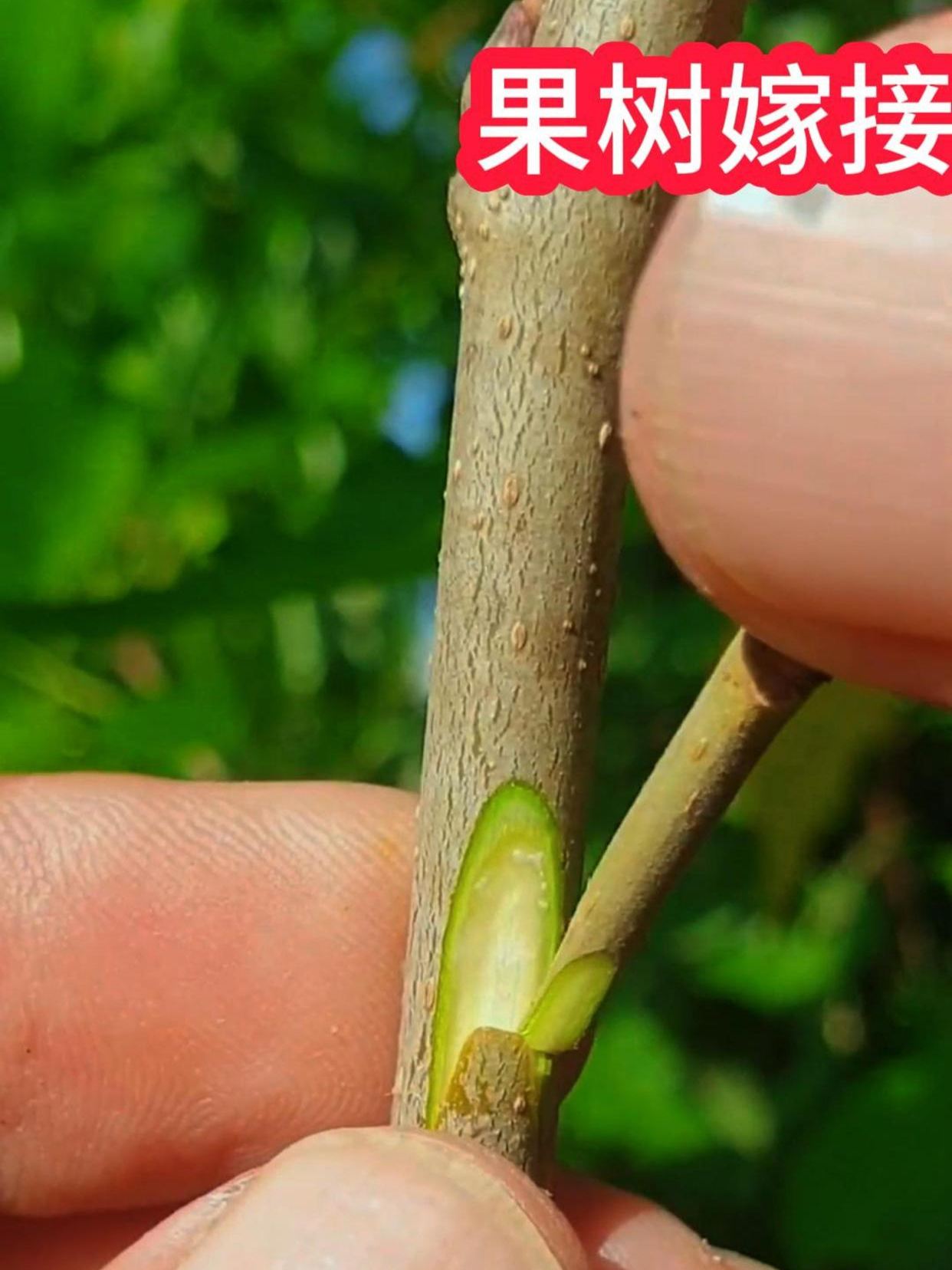 果树为什么要嫁接结的果实才大为什么在线
