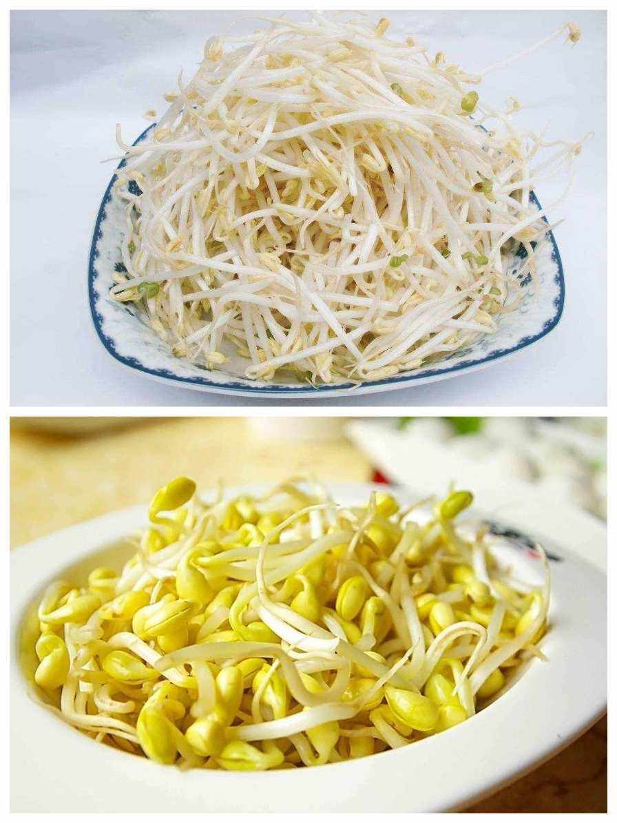 市面上常见的豆芽有绿豆芽和黄豆芽两种,虽然它们都是豆芽,但差别可大