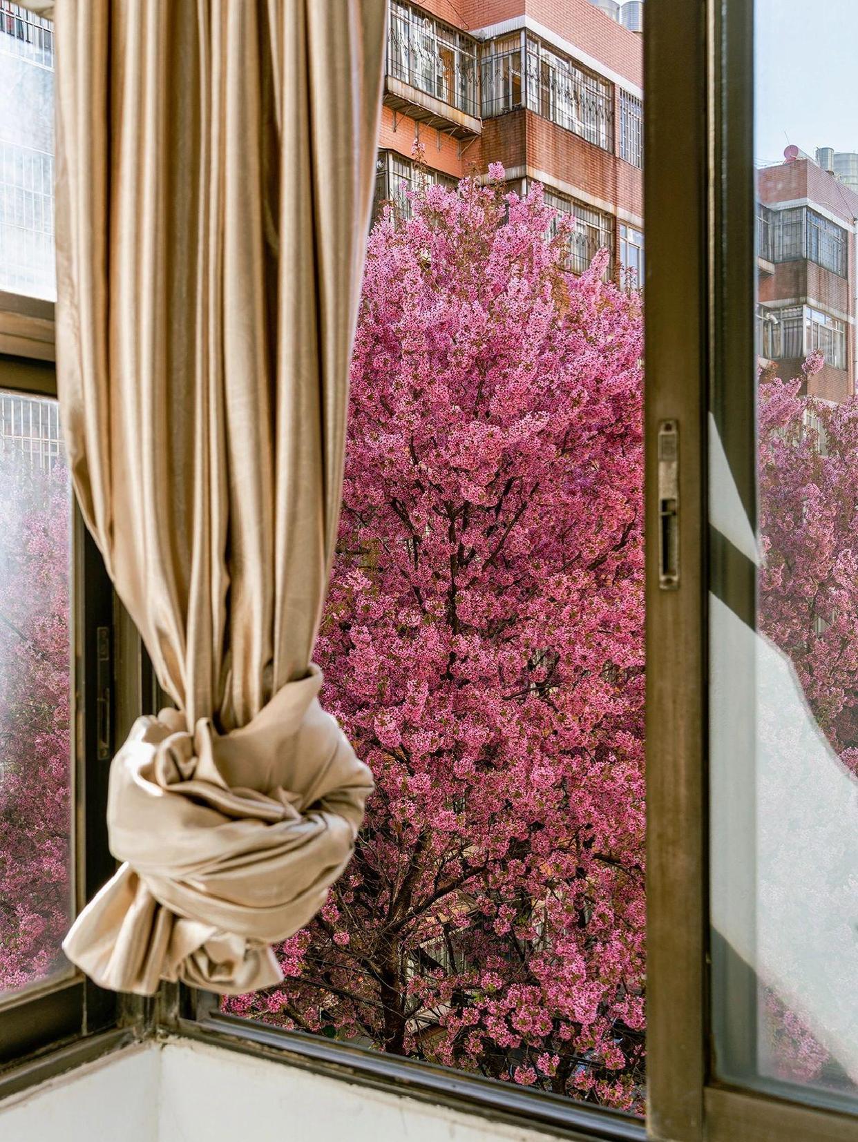 我家窗外,冬樱花有五层楼高 住在一个老小区里,窗外的冬樱花美绝了