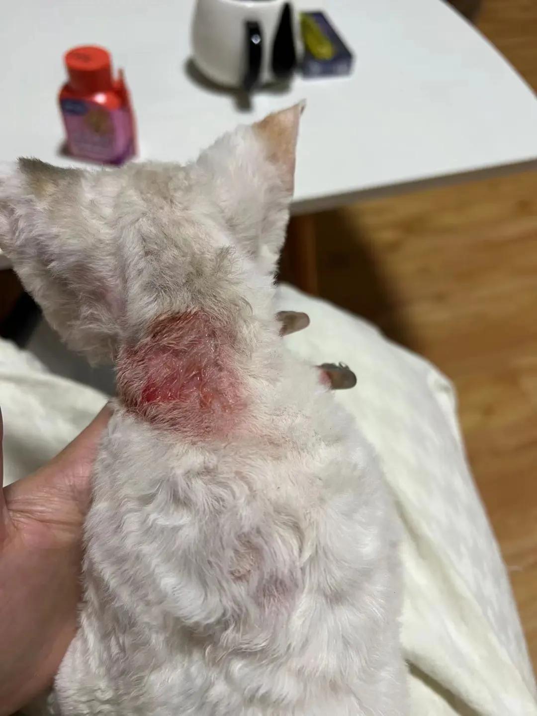 如何有效对付猫咪皮肤藓菌感染?