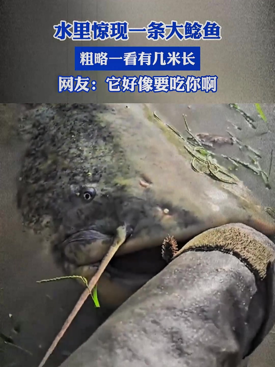 水里惊现一条大鲶鱼,粗略一看有几米长,网友:它好像要吃你啊