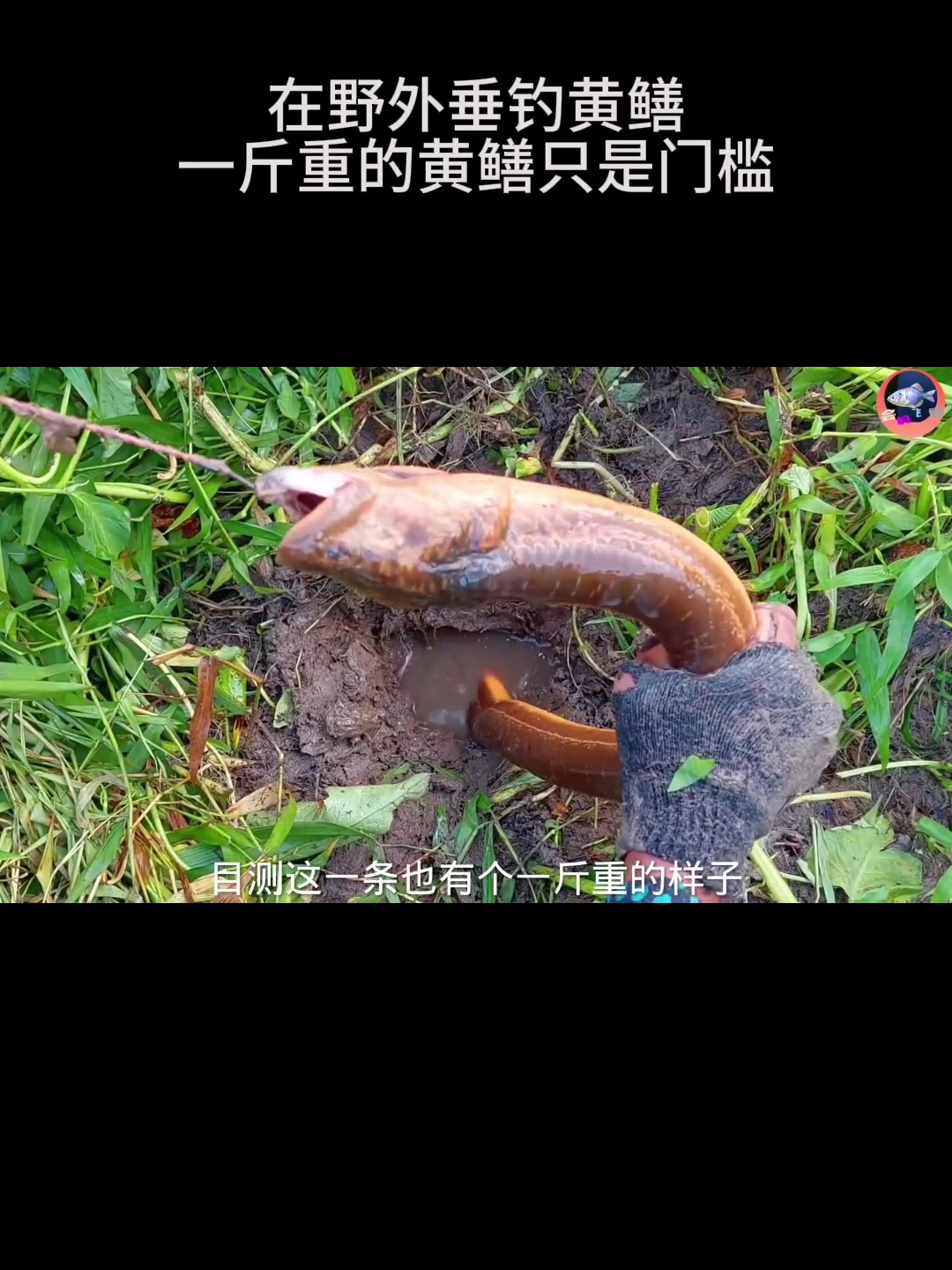 钓黄鳝的技巧图片