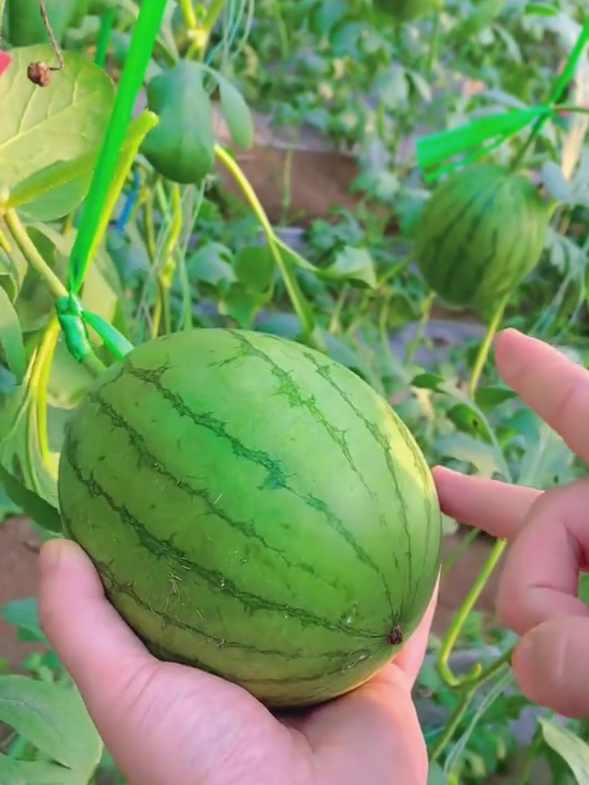 红玉西瓜,皮薄酥脆,瓤甜汁水多,巴掌的地方就能种