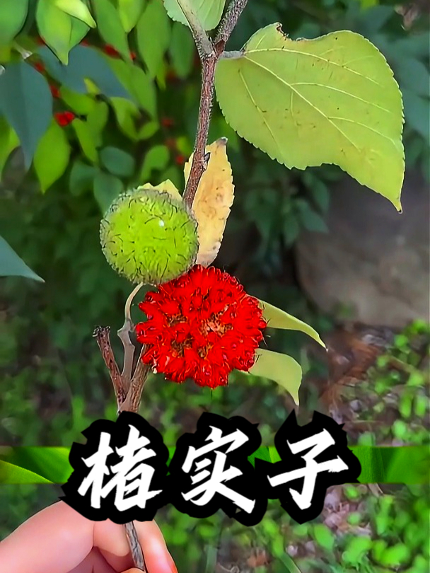 楮实子也叫楮桃,拿它煮水饮用,可以促进身体代谢