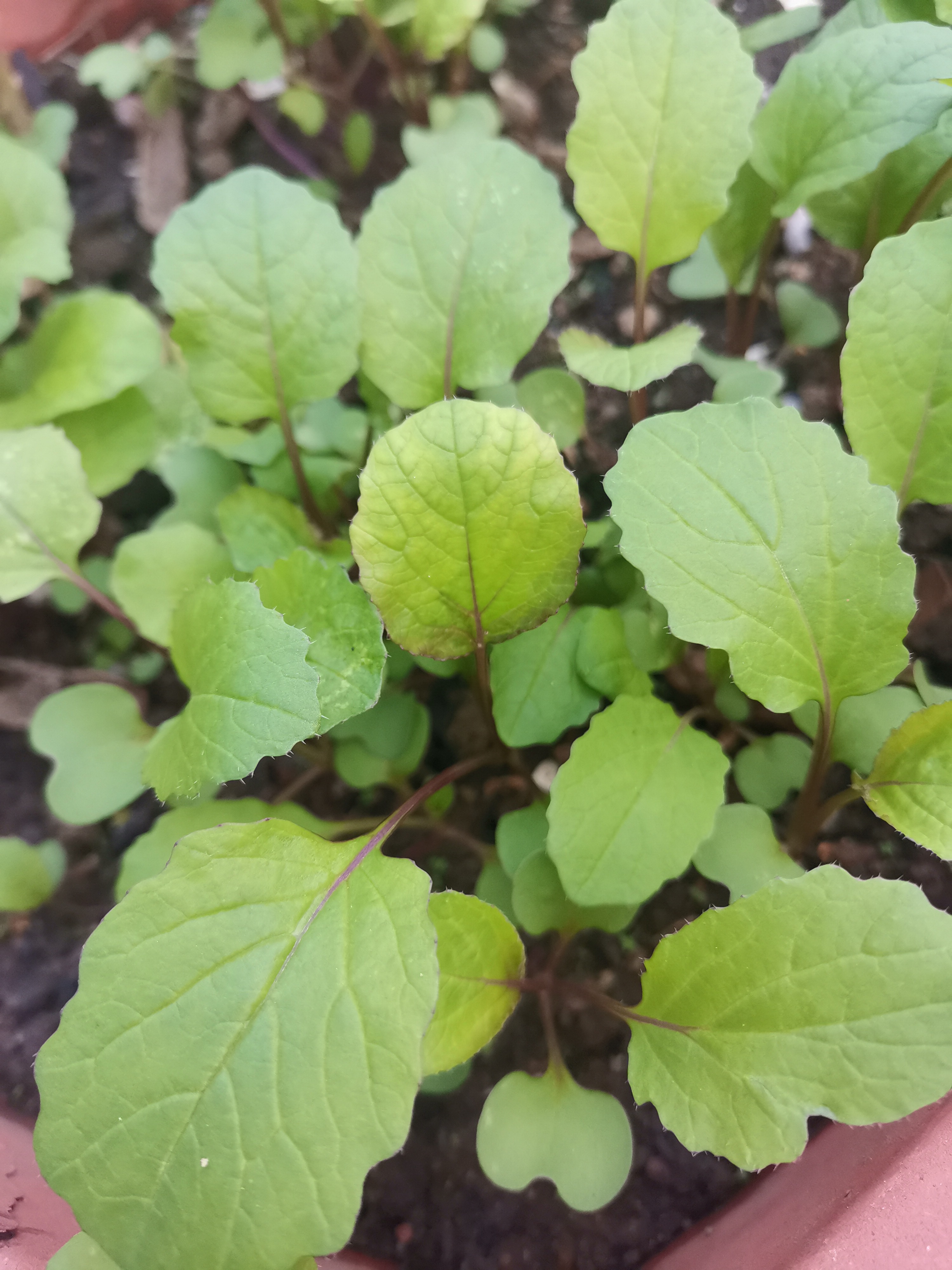 种了两个多星期的红菜苔,长.@专注亲子与情感的动态