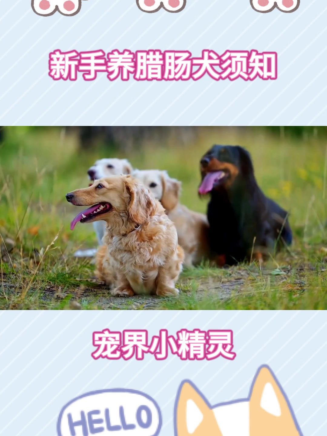 新手养腊肠犬须知,腊肠犬好养吗,寿命腊肠犬的优点和缺点