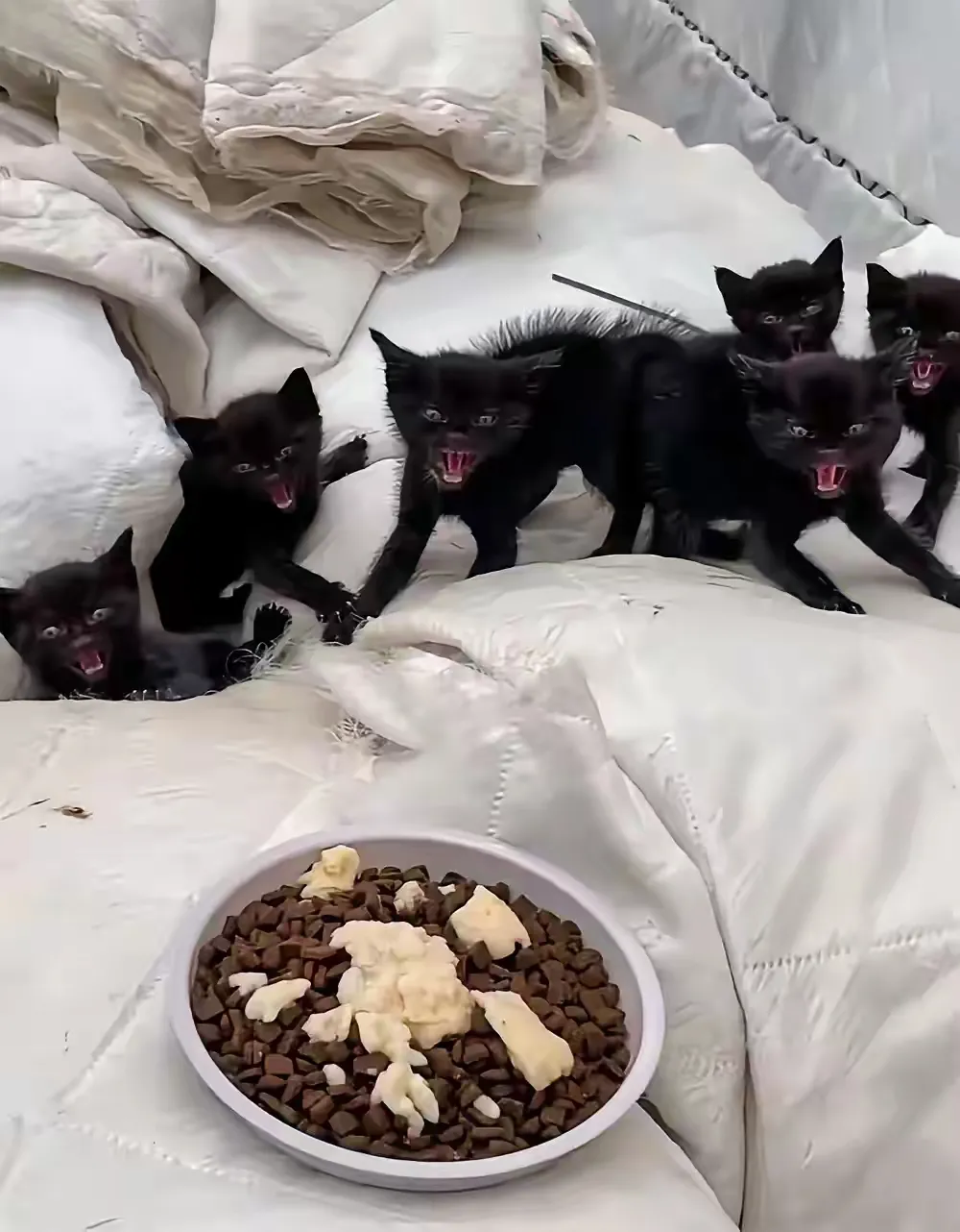 凶到炸毛的黑猫,是福建一位女士,7月份在绿化带领养的!