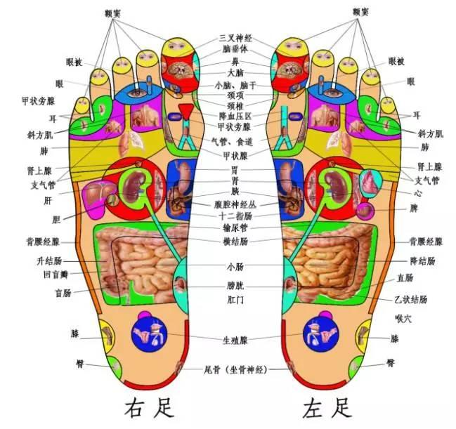 这句话的意思是,人的脚跟树的根一样,年龄越