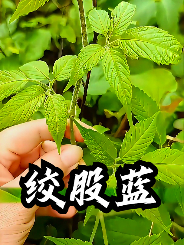 绞股蓝也叫五叶参,拿它泡茶饮用,可以促进身体消化
