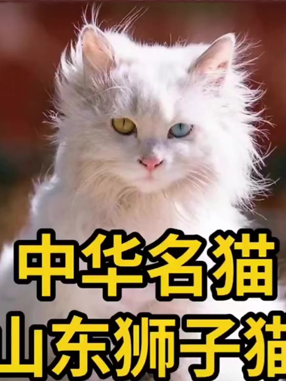 揭秘中国名猫:你了解山东狮子猫吗?
