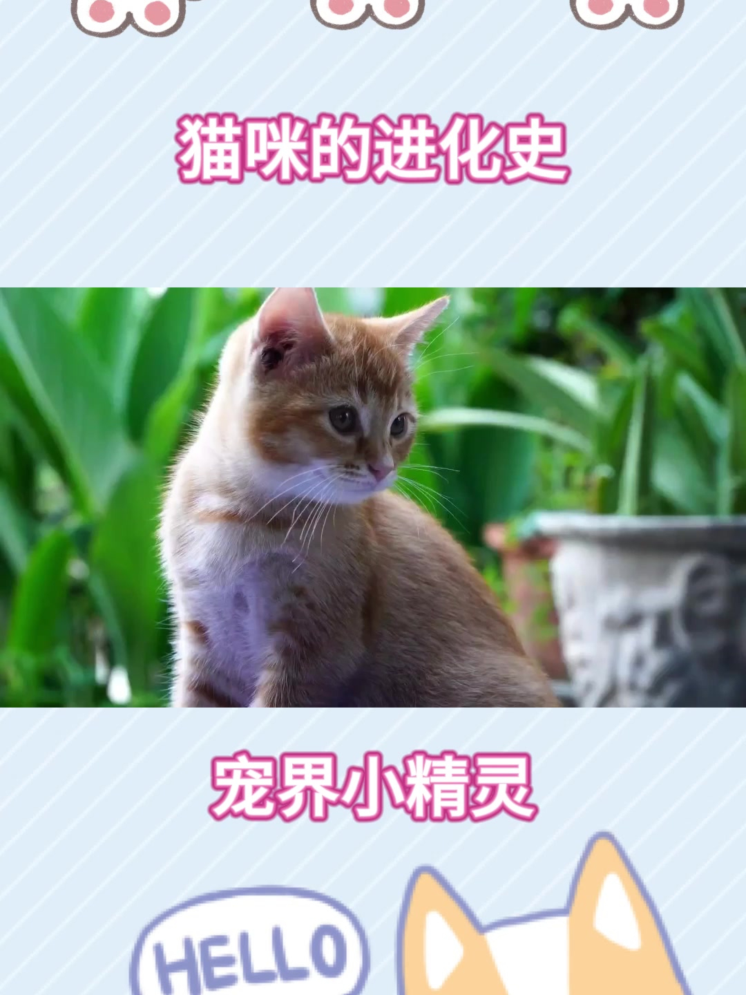 猫从小到大的成长图图片