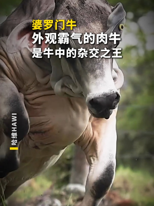 婆罗门牛是牛中的杂交之王,外观霸气的肉牛!
