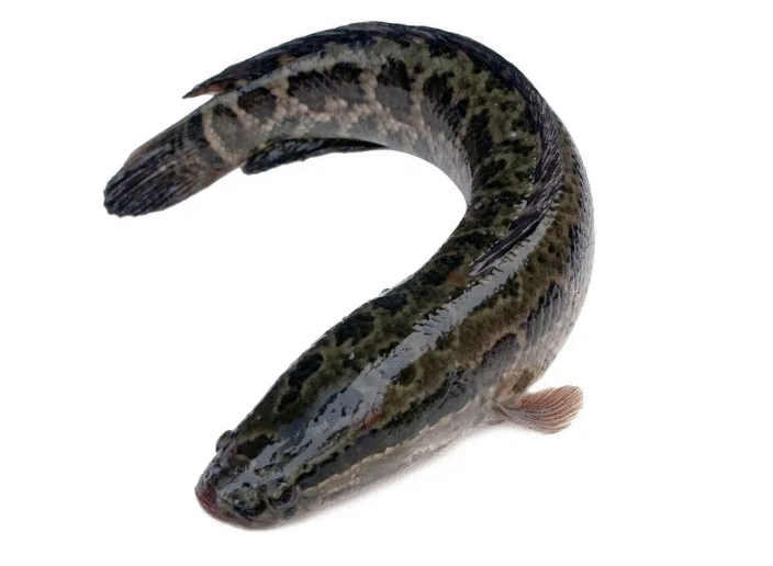 乌鱼的十多种菜品做法