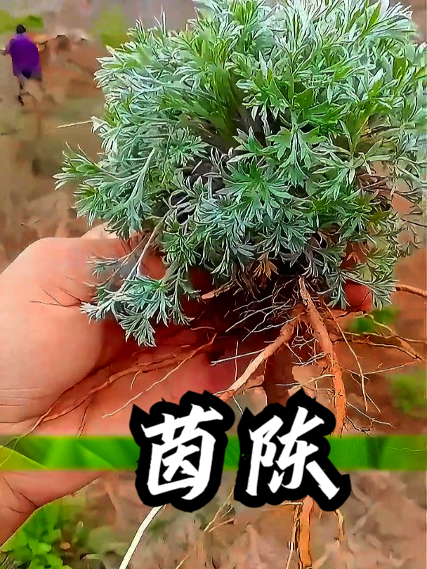 茵陈的功效与作用功能图片