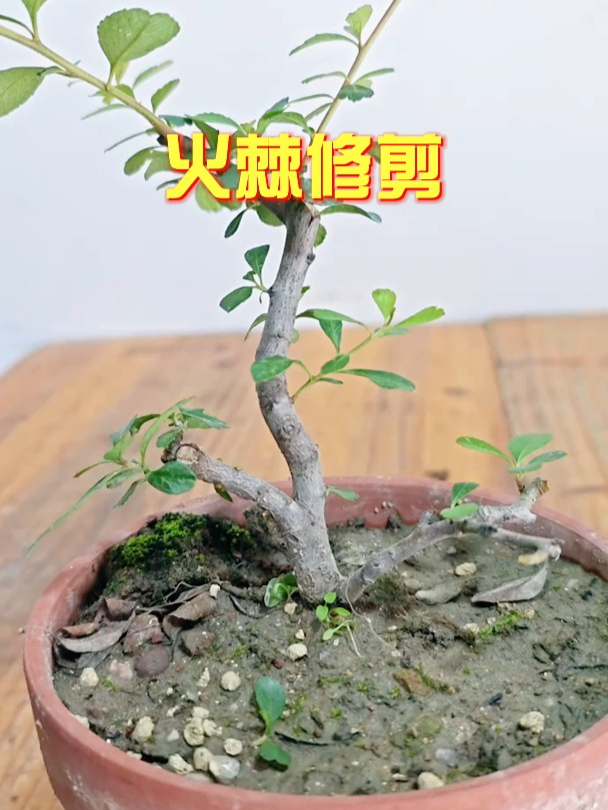 火棘修剪,出枝不到位,来芽了重新定枝