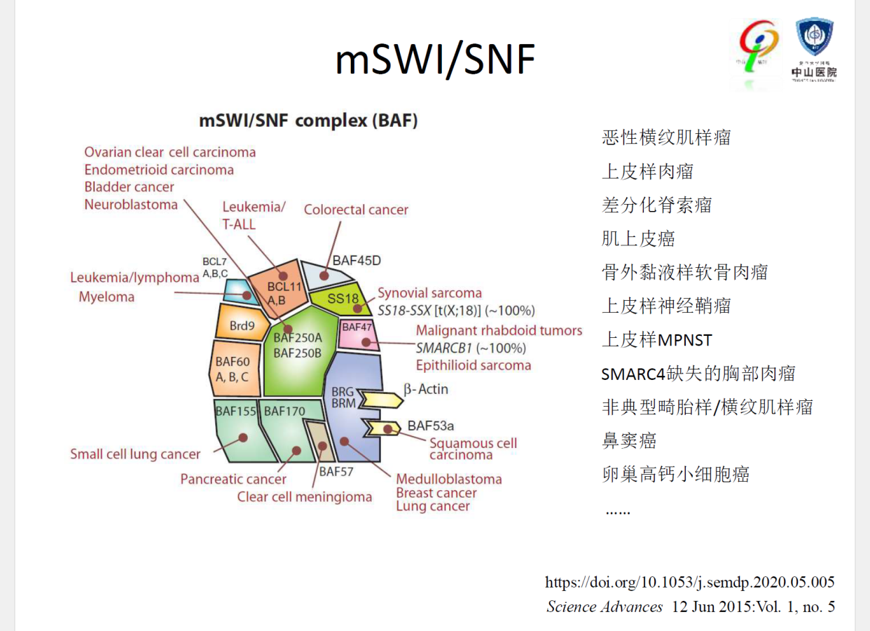 INI1缺失的肿瘤，BRG1缺失的肿瘤，到底是什么意思？
