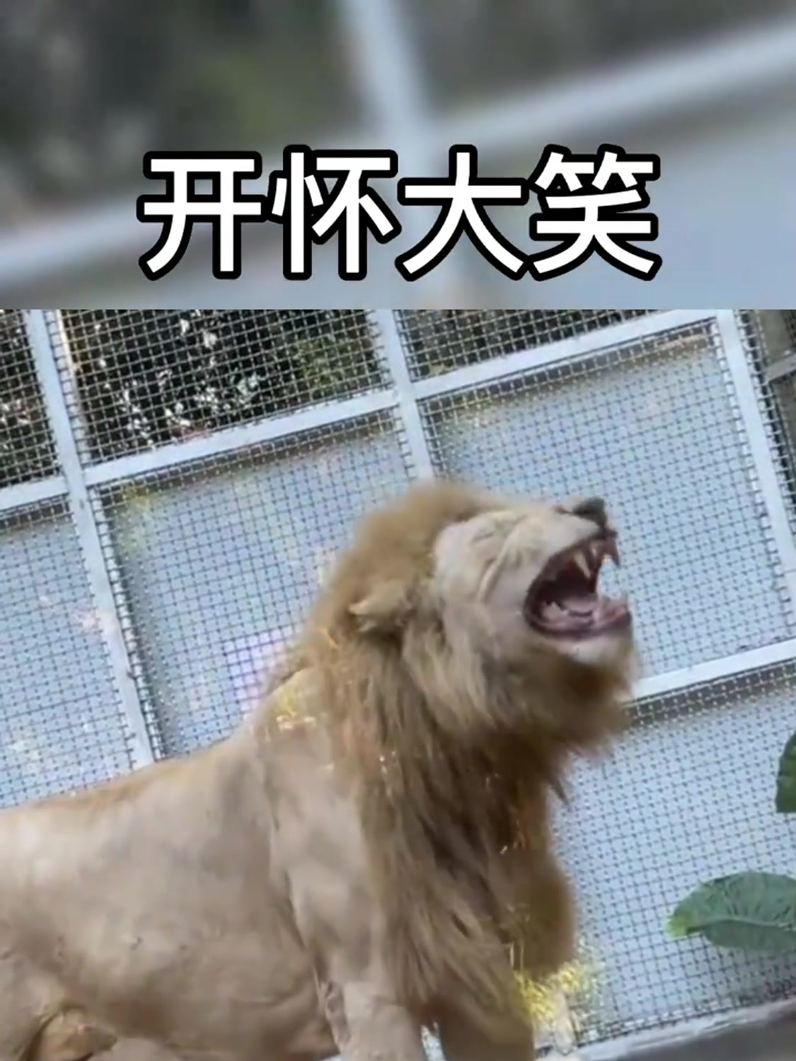 狮子不知道怎么啦,一直开心地笑个不停,看来它很开心!