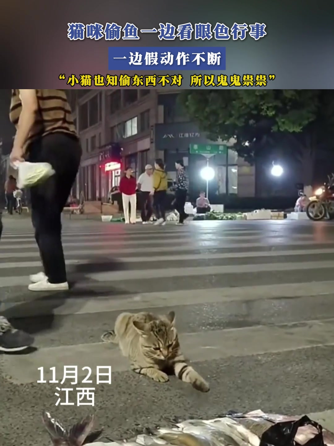 小偷猫故事真相图片