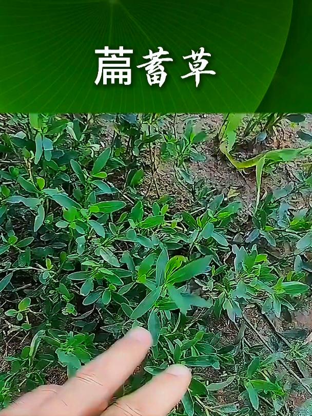 萹蓄草也叫竹芽草,用它凉拌来食用,可以辅助增强身体免疫力
