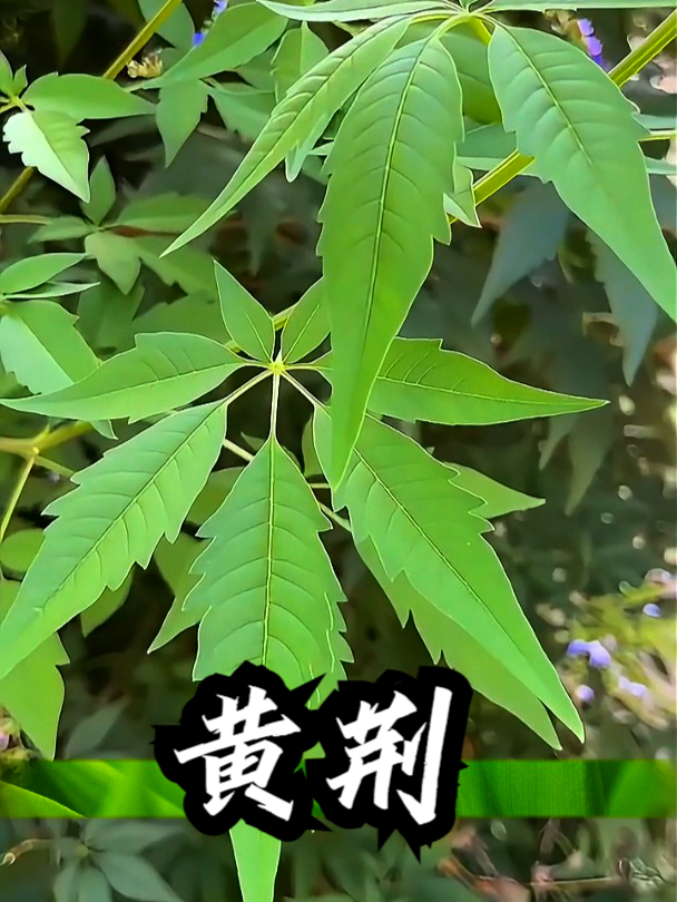 黄荆叶图片与功效图片