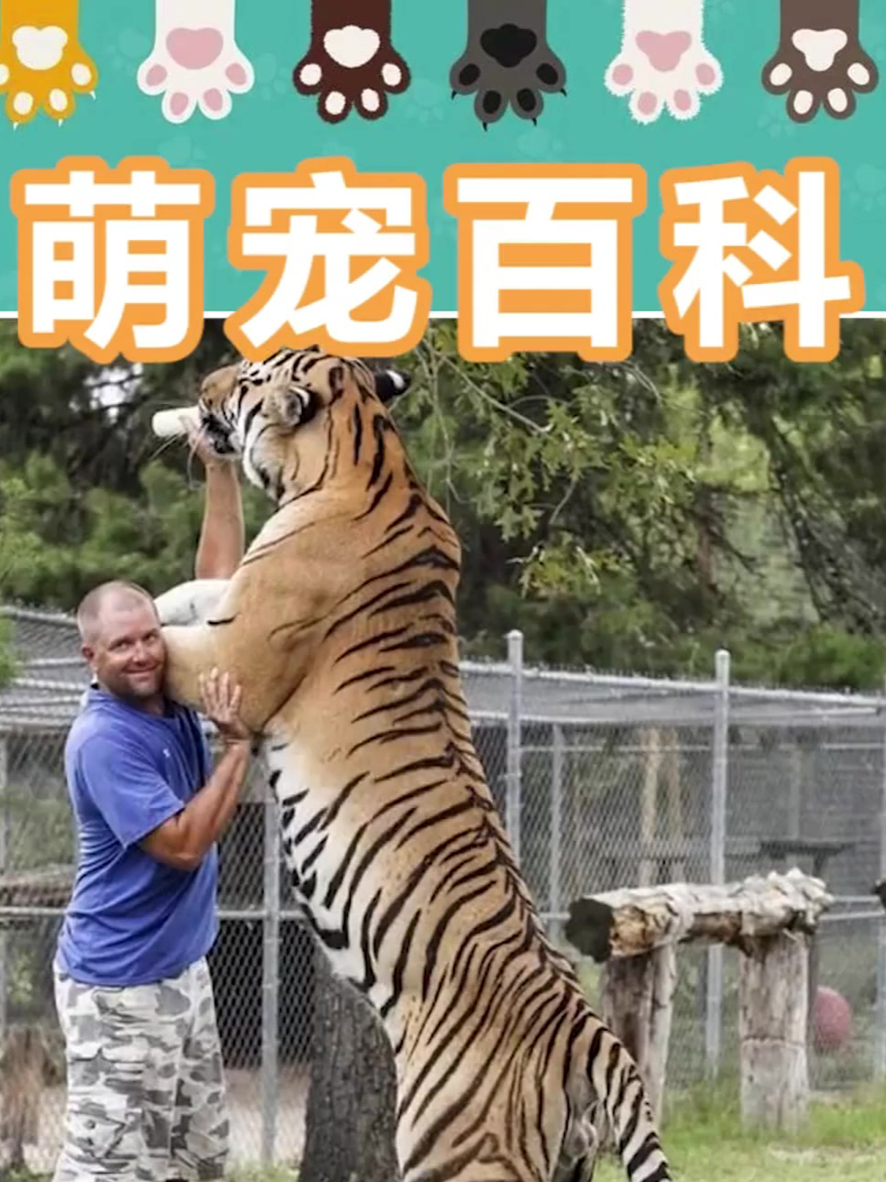 东北大型猫科动物图片